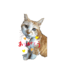 にゃんこでひとこと（個別スタンプ：3）