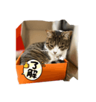 にゃんこでひとこと（個別スタンプ：4）