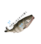 おかしな魚の日常（個別スタンプ：6）