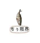 おかしな魚の日常（個別スタンプ：13）