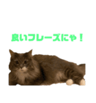 ハウルとチクワ2（個別スタンプ：8）