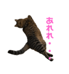 ハウルとチクワ2（個別スタンプ：9）