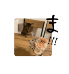 ハウルとチクワ2（個別スタンプ：11）
