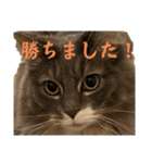 ハウルとチクワ2（個別スタンプ：14）