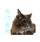 ハウルとチクワ2（個別スタンプ：15）