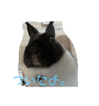 ごまちゃんの日常③（個別スタンプ：6）