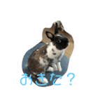 ごまちゃんの日常③（個別スタンプ：11）