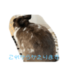 ごまちゃんの日常③（個別スタンプ：15）