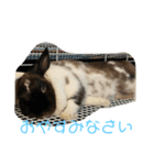 ごまちゃんの日常③（個別スタンプ：16）
