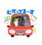 Kokopelli Cat（個別スタンプ：32）