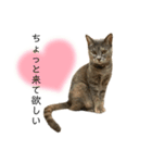 モカミスタンプ①（個別スタンプ：3）