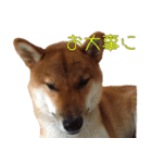 柴犬ゆしろう 犬の日記念（個別スタンプ：6）