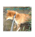 柴犬ゆしろう 犬の日記念（個別スタンプ：18）