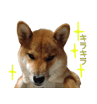 柴犬ゆしろう 犬の日記念（個別スタンプ：24）