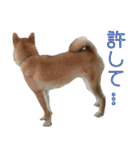 柴犬ゆしろう 犬の日記念（個別スタンプ：34）