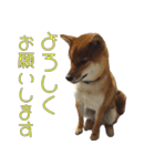 柴犬ゆしろう 犬の日記念（個別スタンプ：35）