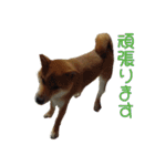 柴犬ゆしろう 犬の日記念（個別スタンプ：37）