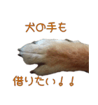 柴犬ゆしろう 犬の日記念（個別スタンプ：38）