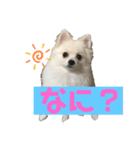 ポメラニアンこてつのスタンプ1（個別スタンプ：1）