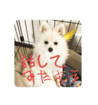 ポメラニアンこてつのスタンプ1（個別スタンプ：3）