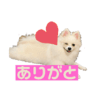ポメラニアンこてつのスタンプ1（個別スタンプ：7）