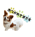 ミックス犬こころpart2（個別スタンプ：1）