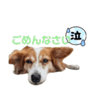 ミックス犬こころpart2（個別スタンプ：5）