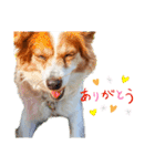 ミックス犬こころpart2（個別スタンプ：6）