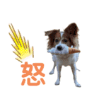 ミックス犬こころpart2（個別スタンプ：7）
