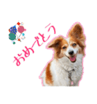 ミックス犬こころpart2（個別スタンプ：8）