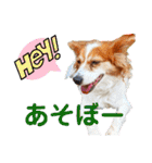 ミックス犬こころpart2（個別スタンプ：9）