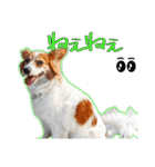 ミックス犬こころpart2（個別スタンプ：10）