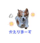 ミックス犬こころpart2（個別スタンプ：11）