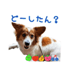 ミックス犬こころpart2（個別スタンプ：14）