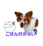 ミックス犬こころpart2（個別スタンプ：15）