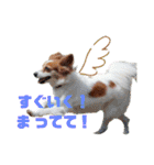 ミックス犬こころpart2（個別スタンプ：16）