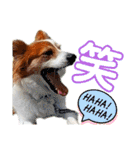 ミックス犬こころpart2（個別スタンプ：17）