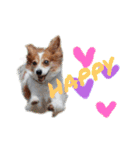 ミックス犬こころpart2（個別スタンプ：18）