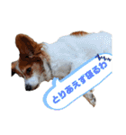 ミックス犬こころpart2（個別スタンプ：19）