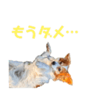 ミックス犬こころpart2（個別スタンプ：20）