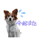 ミックス犬こころpart2（個別スタンプ：21）