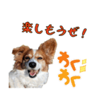 ミックス犬こころpart2（個別スタンプ：22）