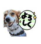 ミックス犬こころpart2（個別スタンプ：23）