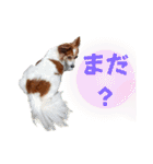 ミックス犬こころpart2（個別スタンプ：24）