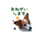ミックス犬こころpart2（個別スタンプ：25）
