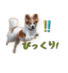 ミックス犬こころpart2（個別スタンプ：26）