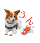 ミックス犬こころpart2（個別スタンプ：27）