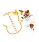 ミックス犬こころpart2（個別スタンプ：28）
