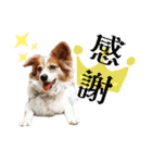 ミックス犬こころpart2（個別スタンプ：29）