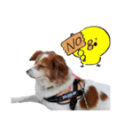 ミックス犬こころpart2（個別スタンプ：31）